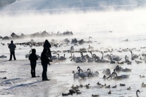Suskaičiavo žiemojančius vandens paukščius: aptiko ir retų egzempliorių
