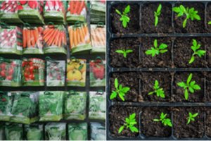 Daržo planas: moku suskaičiuoti, kiek sėklų reikia, ir žinau, kaip išsirinkti kokybiškas   