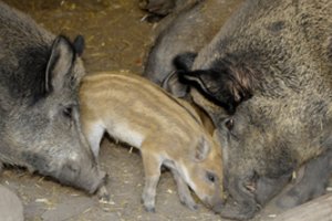 Per savaitę afrikinis kiaulių maras nustatytas 19 šernų