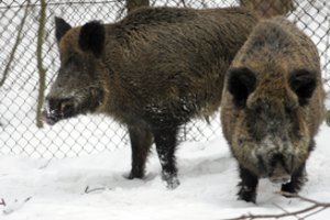 Per savaitę – 19 afrikinio kiaulių maro atvejų