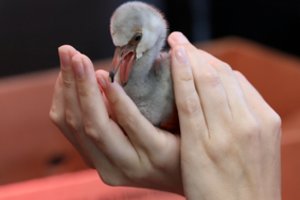 PAR vyksta pavojuje atsidūrusių flamingų jauniklių gelbėjimas