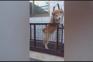 Pamatykite, kaip keturkojis meistriškai apkvailina šeimininką