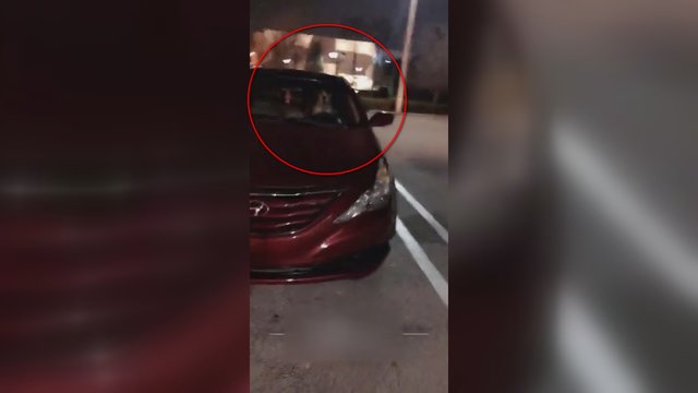 Automobilyje paliktas šuo nusprendė atkeršyti šeimininkei – patyrė tikrą gėdą