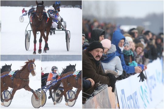 Sartuose skriejantys lietuvių žirgai – tikri varguoliai