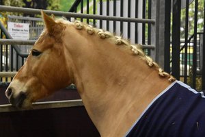 Parodos lankytojai salo nuo gyvulių grožio, o nuo kainų – apstulbo  