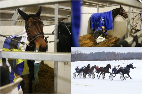 Tai, ko negalėjote pamatyti: po įnirtingų Sartų lenktynių – žirgų poilsis 