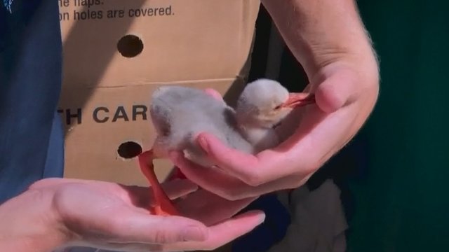 Neįprasta gelbėjimo operacija: savanoriai bando padėti tūkstančiams flamingų