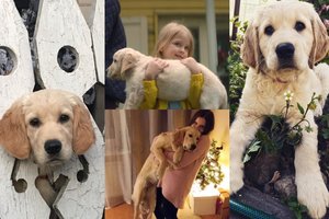 Pamatykite: lietuvių kalytė Roxė nusifilmavo jautrioje reklamoje – peržiūrų virš 18 milijonų