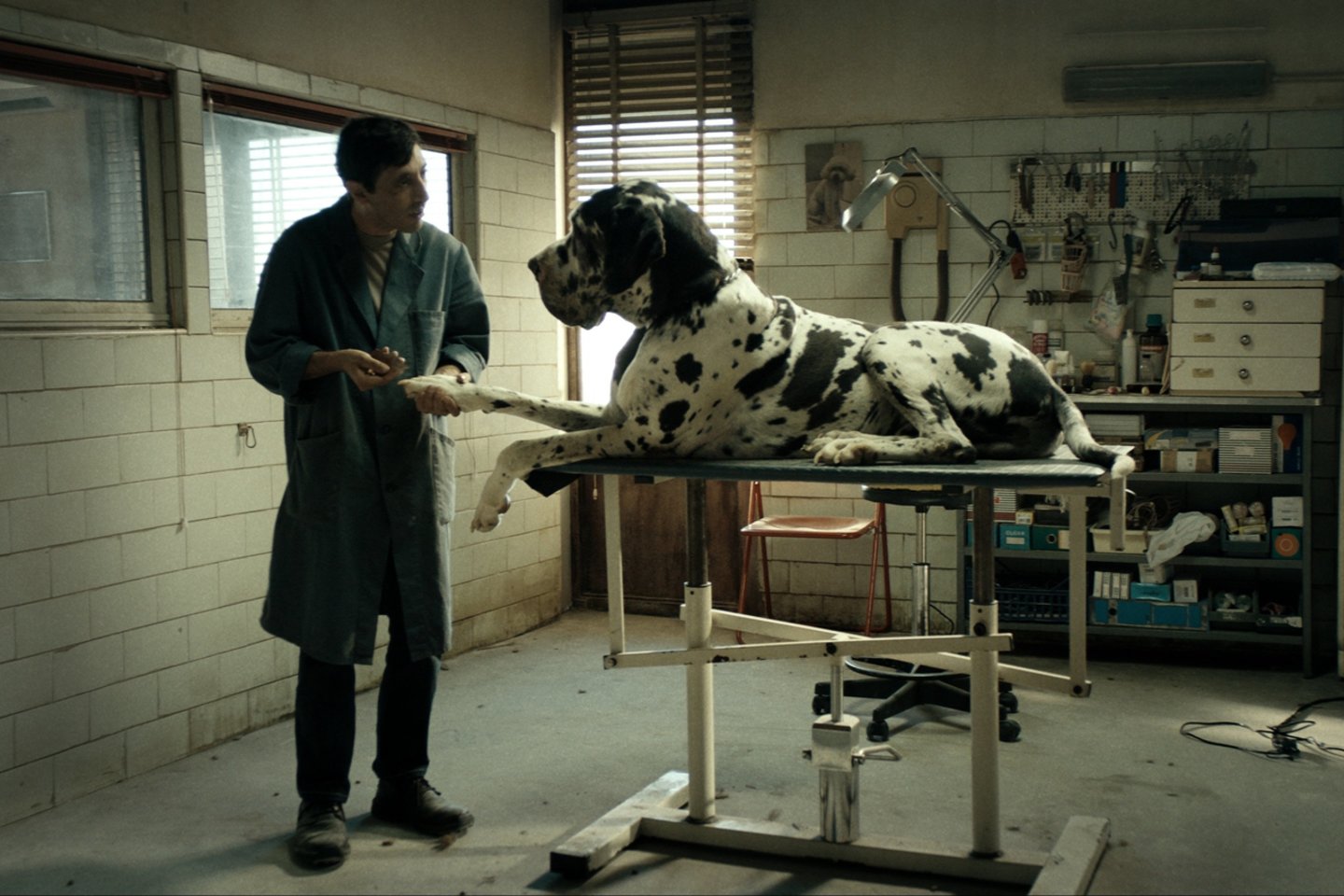 Filme „Dogman“ yra ne viena brutali scena, bet šunys nenukentėjo.