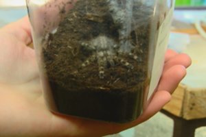 Kauno r. gyventojo namuose – slapta gauti itin nuodingi vorai: paaiškėjo, ką norėjo daryti