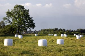 Šienainio eksportu į Kiniją domisi dvi Lietuvos bendrovės
