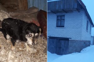 Į užsienį išvykę šuns šeimininkai iš Šilutės paliko jį vieną daržinėje