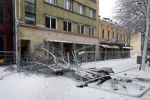 Per žingsnį nuo nelaimės: liepa Kauno Laisvės alėjoje neatlaikė gausaus sniego