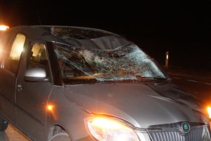 Specialistai įspėjo: keliuose pasirodė labai daug žvėrių dėl itin įdomios priežasties