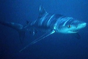 Prie elektrinės Izraelio pajūryje pastebėjo neįprastą ryklių aktyvumą