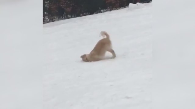 Šuns veiksmai ant sniego daugiau nei 14 mln. internautų privertė griebtis už pilvų