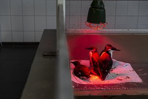 Gamtininkai pakraupę – tokio žiauraus vaizdo nėra matę bent 20 metų