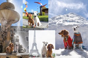 Žymiausia keturkojų keliauninkų porelė po pasaulį keliauja kartu 