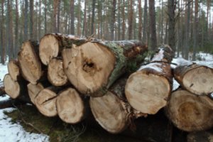 Istorinėje vietoje Anykščiuose naikins šimtus pavojų keliančių medžių