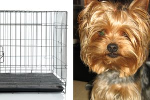 Šunų viešbutyje savo augintinį palikę šeimininkai tokios tragiškos baigties net nesapnavo