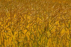 Nacionaliniame augalų veislių sąraše – naujienos