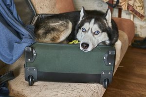 Specialistai įspėja su augintiniais keliaujančius lietuvius: ką daryti, kad jo neatimtų