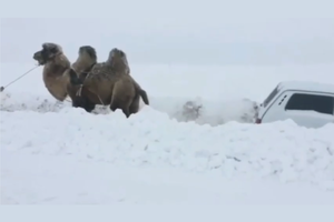 „Nivos“ gelbėjimui panaudojo netradicinę priemonę – rezultatas nustebino