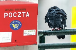 Keistas paštininkų streikas – vieningai susirgo pašto balandžių gripu