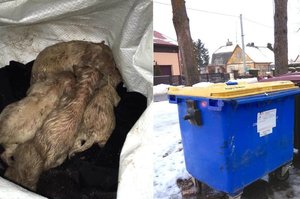 Neįtikėtinas žiaurumas Kėdainiuose: į šiukšlių konteinerį išmetė šešis šuniukus