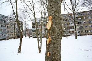 Įžūlus vyrų poelgis suerzino kauniečius: prasimanė malkų pigiau?