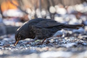 Ornitologas nustebęs: vegetarais laikomi sparnuočiai šaltą žiemą kerta net ir lašinius