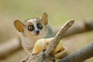 Kas bendro tarp žmogaus, pelės ir banano? Genetikai vis dar sugeba nustebinti