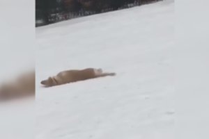 Internete žaibiškai išplito vaizdo įrašas, kaip šuo leidžiasi nuo sniego kalno