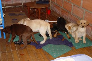 Veterinaras įkalintas už narkotikų kontrabandą gyvuose šuniukuose