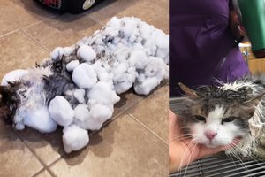 Sniege rasta palaidota katė – vaizdas pribloškė net visko mačiusius veterinarus