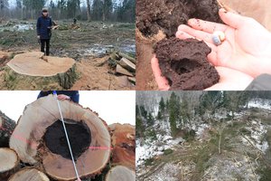 Saugomoje teritorijoje plynai iškirto šimtamečius ąžuolus su retomis gyvūnų rūšimis