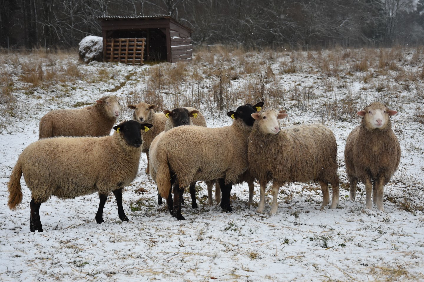 Brangiausiai praeitais metais avys buvo superkamos liepą – po 142,45 euro už 100 kilogramų gyvojo svorio.<br> Lrytas.lt fotoarchyvas