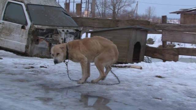 Žiaurus elgesys su gyvūnais Šiaulių rajone – įtariama, kad šunys dvesia iš bado