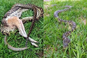 Košmaras vyro namų kieme: ant pievos rangėsi grobį ryjanti 4 metrų ilgio pabaisa