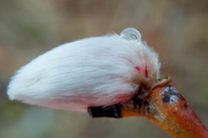 Sinoptikai: po trumpo šaltuko orai sparčiai suks pavasario link