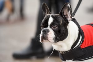 Taisyklės, kurių būtina laikytis šeriant augintinį – padės išvengti sveikatos problemų