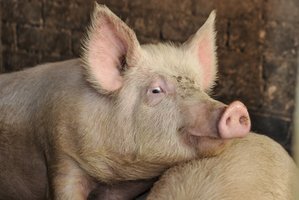 Kiaulių skerdimai augo, o supirkimo kainos – mažėjo