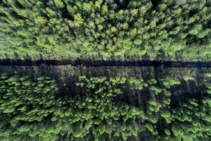 Privačiuose miškuose atstatyti sodybas gali tapti sunkiau