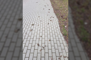 Vaizdas Klaipėdos gatvėje šokiravo – gresia baudos, ragina pranešti 