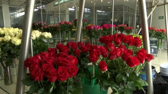 Artėjanti šv. Valentino karštinė: plantacijose jau pluša tūkstančiai darbuotojų
