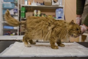 Girtuokliai kraupiai pamokė katę: savanoriai meldžia pagalbos