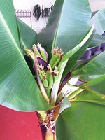 Troškūnų seniūnas – tiesiog stebukladarys,  kokius jis vaisius savo valdose puoselėja    