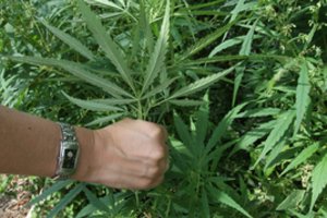 EP nariai balsuos dėl kanapių naudojimo medicinoje 