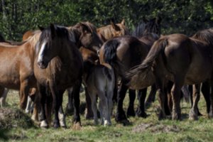 Europoje užregistruojama naujų arklių gripo atvejų
