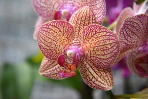 Kelios gudrybės, kurios padės jūsų orchidėjai sužydėti greičiau